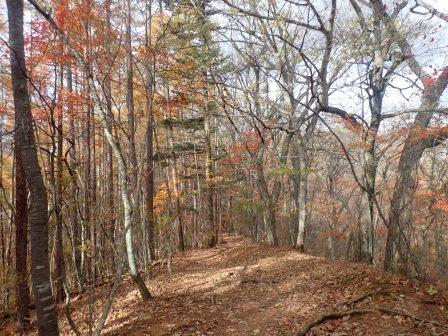9:54　木の階段を登り終えると、緩やかなアップダウンの道が続く