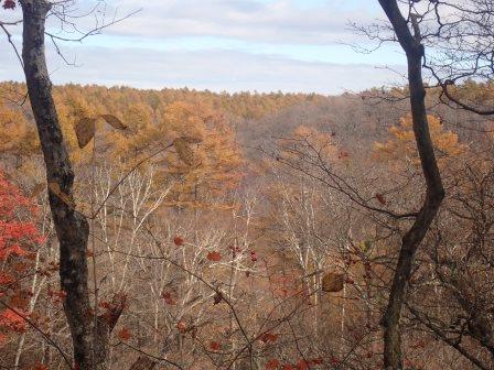9:54　カラマツの黄葉