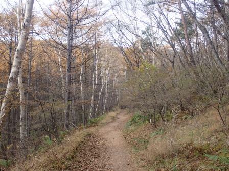 11:22　一部がダケカンバの林