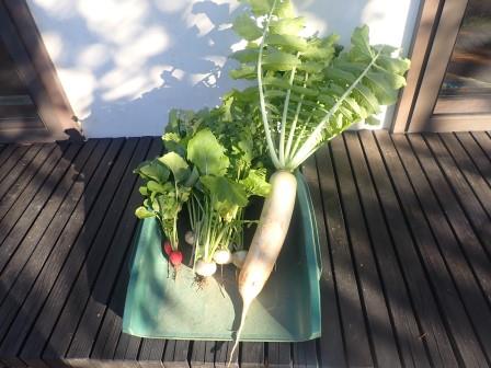 朝食用に野菜を収穫