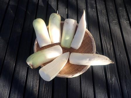 糠漬け用寒干し大根