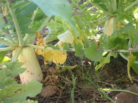 大根は10㎝程地上に頭を出して採り頃となる