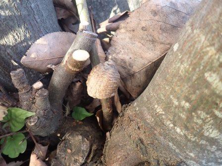 ジュンベリーの株周りの剪定の折に見つけた蟷螂の卵、切ってしまったので突き刺してある