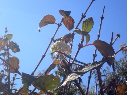 4月下旬に満開を迎え、今はほぼ葉を落とした大手毬が一輪だけ狂い咲き