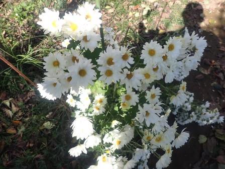白い小菊