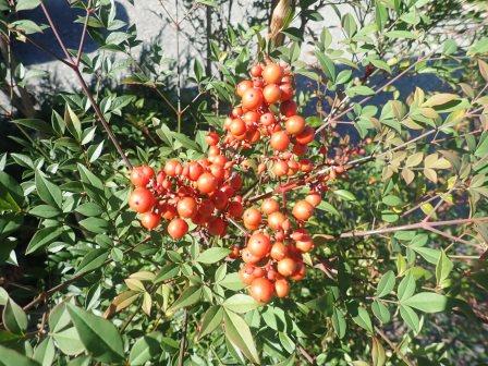 冬の彩、南天の赤い実