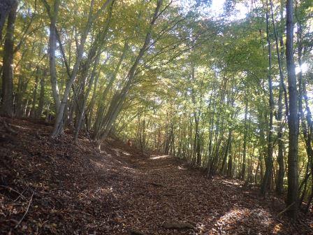 8:31　山梨県市川三郷町　蛾ヶ岳への山行き、木漏れ日の黄葉を行く