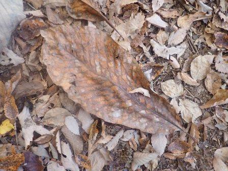 8:40　朴の落葉を踏みしめて