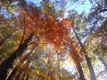8:44　黄葉と紅葉が青空に映える