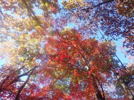 9:09　回廊間のそこかしこにも黄葉と紅葉