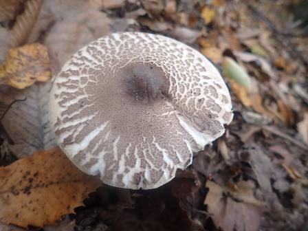 9:23　落葉から顔を出した茸