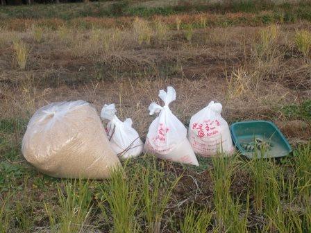 田の担当区画200㎡に籾殻と糠を撒布