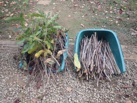 アーモンドと桜の剪定枝の整理