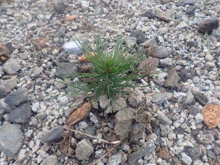 駐車場の隅に赤松の幼苗、鳥が種を運んだのかな