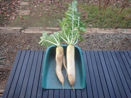 1本だけ斜め横向きに生えていたが、やはり真っ直ぐではなかった