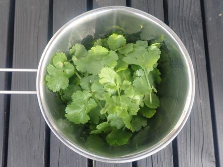 昼のビーフン用にパクチーを収穫、とう立ちもせず元気だ
