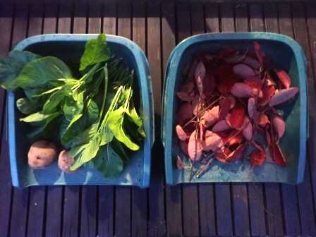 夕食用に急ぎ収穫した小松菜、ジュンベリーの剪定枝で柴を除いて燃やす部分