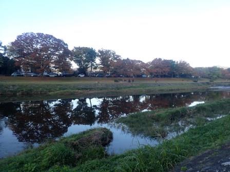 20日（水）　7:38　朝食後の散歩、鴨川の水面に欅が映っている