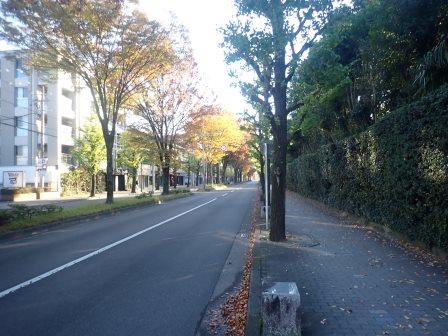 7:51　北山通り、植物園の植栽