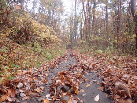8:28　山梨県韮崎市茅ヶ岳、昨夜の雨で落葉が流され、石に集められていた