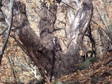 10:02　巨木の枯木