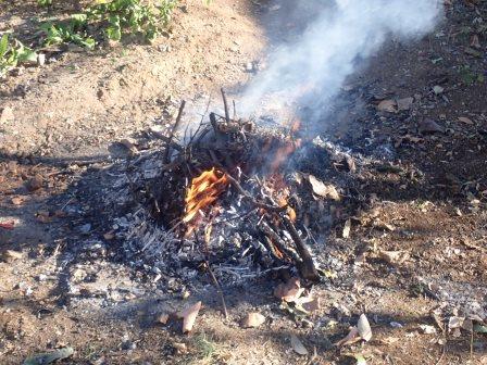 剪定枝の焼却