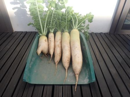 残り僅かな大根の収穫