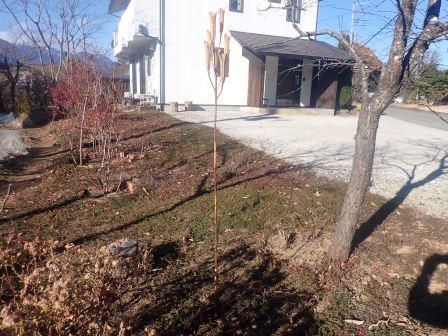 高砂百合のこの細長いフォルム、美的、かつ風に強くしなやかだ