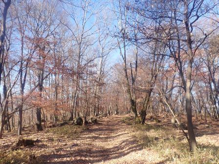 9:28　椚が葉を落とした冬枯れの道を行く