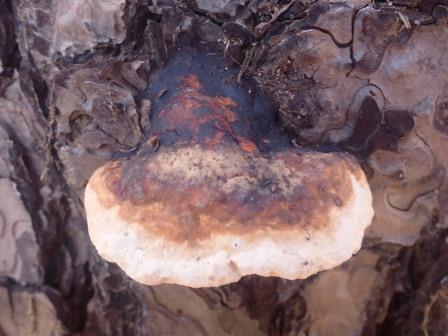 9:29　赤松の枯木にサルノコシカケ