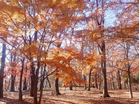 9:49　西の平・展望広場の名残りの紅葉
