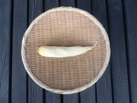 寒干し大根、若冲の果蔬涅槃図の釈迦とはいかないが・・・