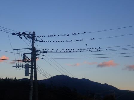 昨日の夕闇に鳥の一群、何鳥なのかな・・・
