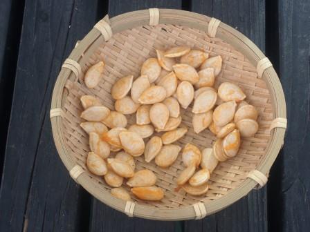 自生え南瓜雪化粧の出来が良かったようで、上さんが種取