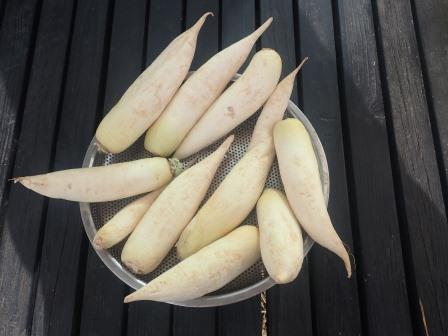 近所の方の菜園で採らしてもらった大根を糠漬け用に寒干し