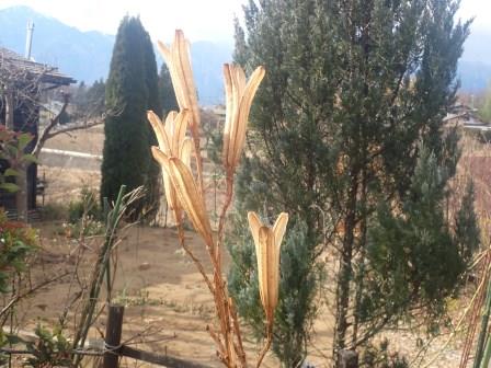 つい撮りたくなる、種も弾け飛んだ後の高砂百合