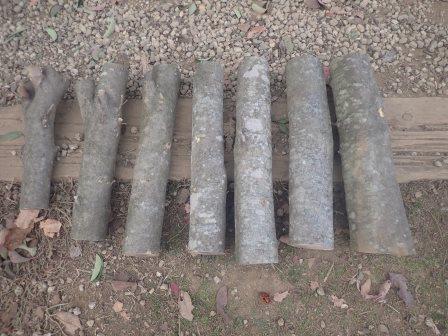 山法師の幹を剪定鋸で7本に分割、来冬用の薪となる