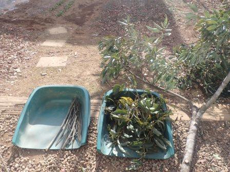 切り落とした2本の白樫の剪定枝の整理