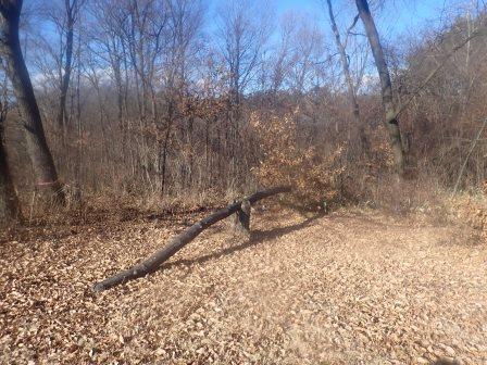 梅之木遺跡公園　切株に朽木のシーソー、大人三人乗って遊んでみました