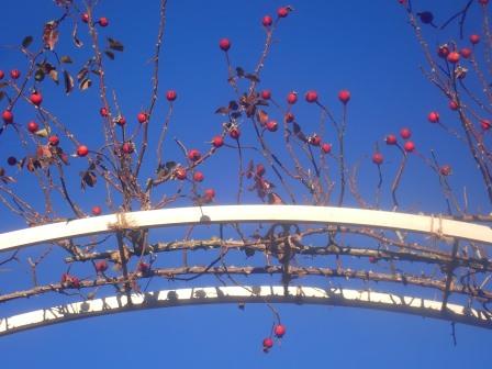 ハイジの村　バラの実も美し