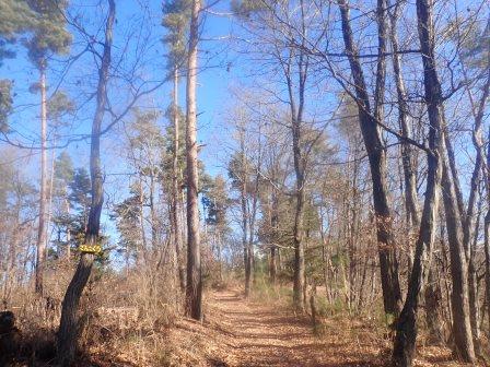 9:29　青空の下、赤松と椚の森を行く