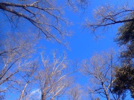 9:44　葉を落とした椚に青空が映える