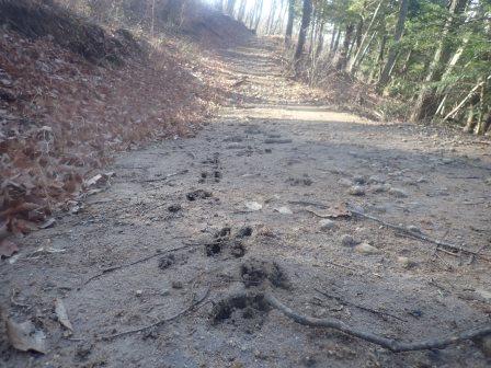 10:41　鹿の足跡かな・・・