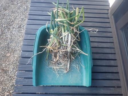 温泉で温まった体が冷えないように、急ぎ収穫した夕食用の葱