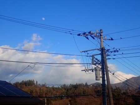夕方、青き寒空に月、電線に集まる椋鳥、これから帰巣かな・・・