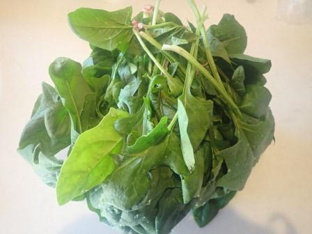 こんな冬にも元気な近所の法蓮草、何で、上さんが収穫させていただく