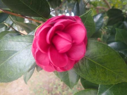 美術館の庭に寒椿
	 title=