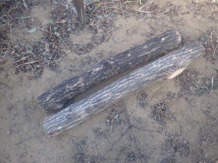 本日午前9時から40分程をかけて、須玉ふれあい館で、しいたけ原木植菌体験