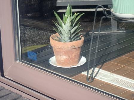 パイナップルの葉を鉢に植えてみる