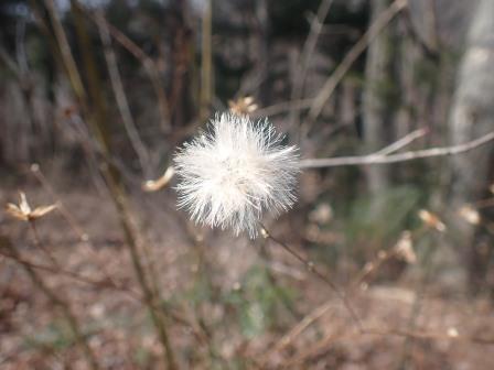 13:38　そこかしこに高野箒（こうやぼうき)